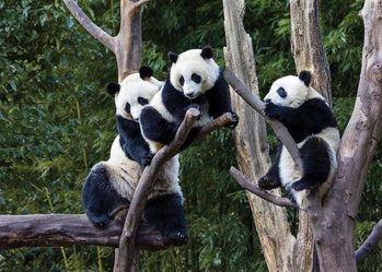 Panda memanjat pokok di Chengdu